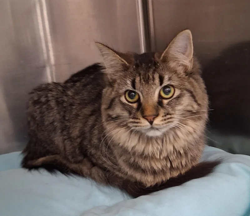 Peach Cobbler thumbnail 3