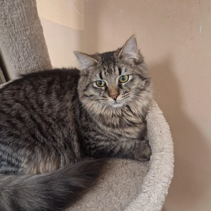 Peach Cobbler thumbnail 4