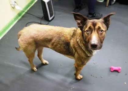 Bellatrix thumbnail 2