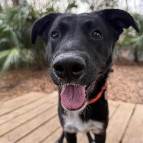 Happy Gilmore thumbnail 2