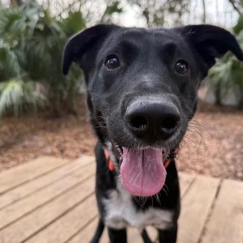 Happy Gilmore thumbnail 3