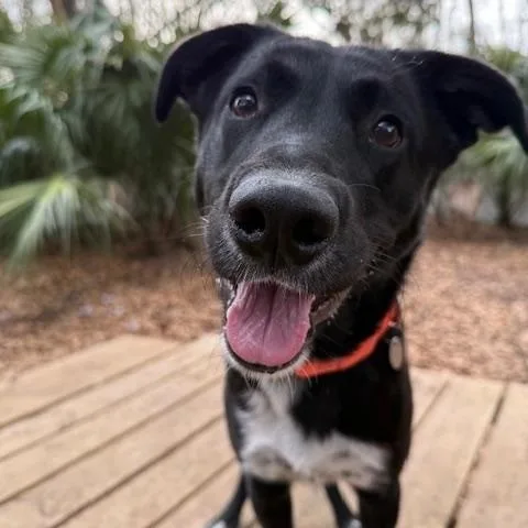 Happy Gilmore thumbnail 4