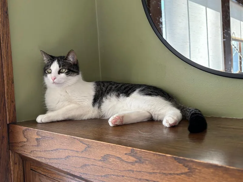 Oberon  Tybalt thumbnail 2