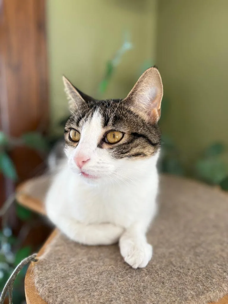 Oberon  Tybalt thumbnail 3