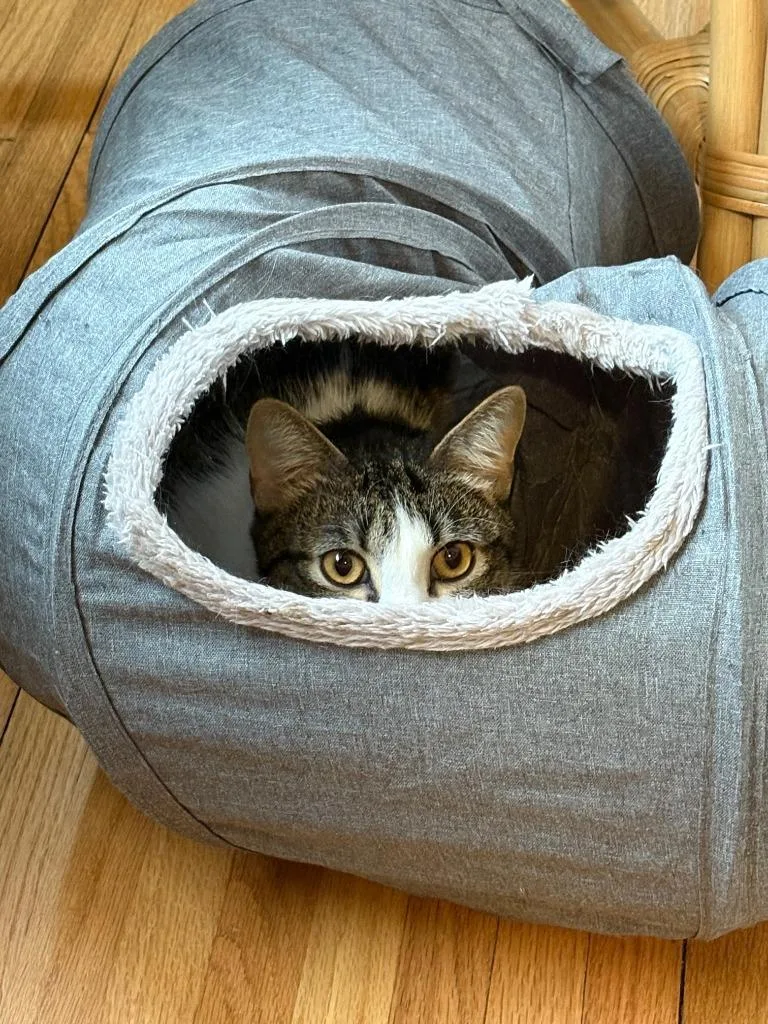 Oberon  Tybalt thumbnail 4