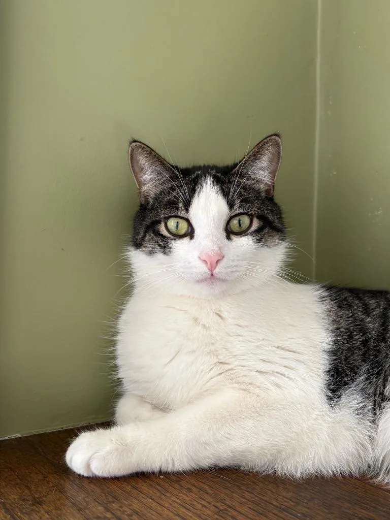 Oberon  Tybalt thumbnail 5