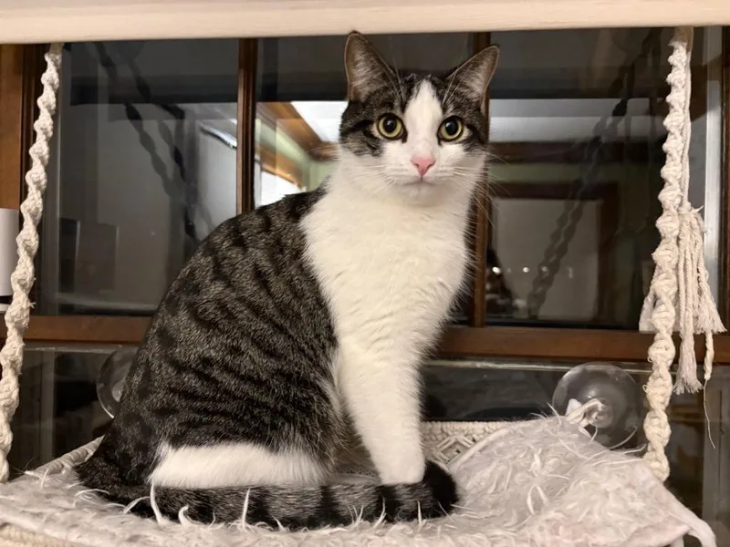 Oberon  Tybalt thumbnail 6