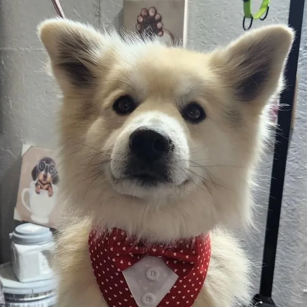 A young medium-sized male Apricot / Beige Husky dog named Marshmallow for adoption in Marseilles, IL