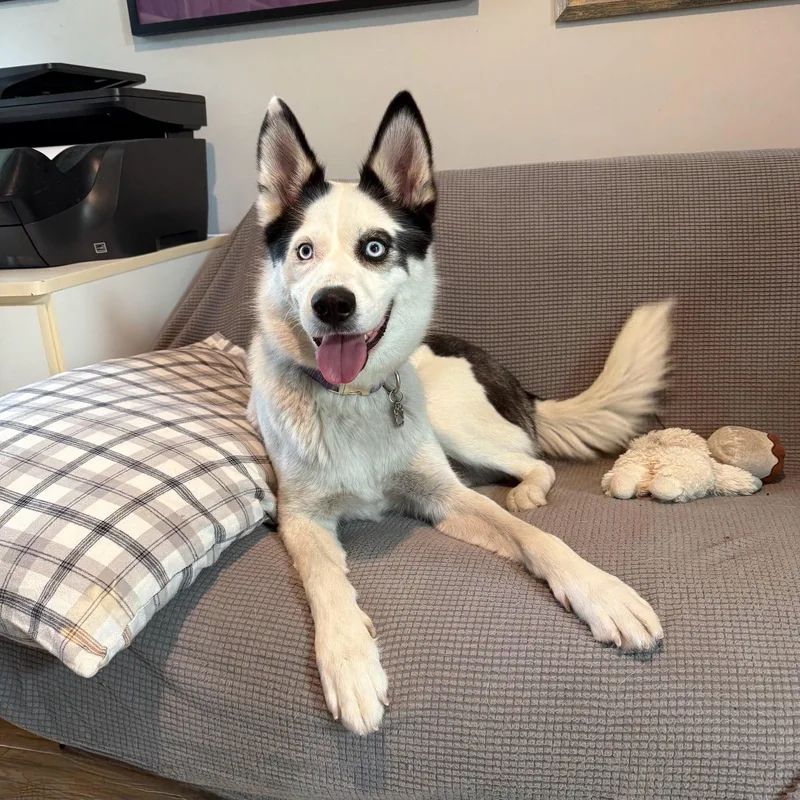 Junior Cat  Kiddo thumbnail 2