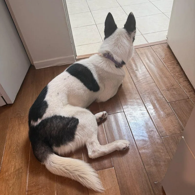 Junior Cat  Kiddo thumbnail 3