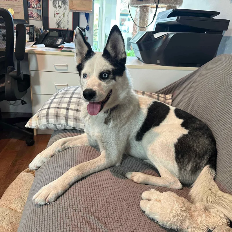 Junior Cat  Kiddo thumbnail 4