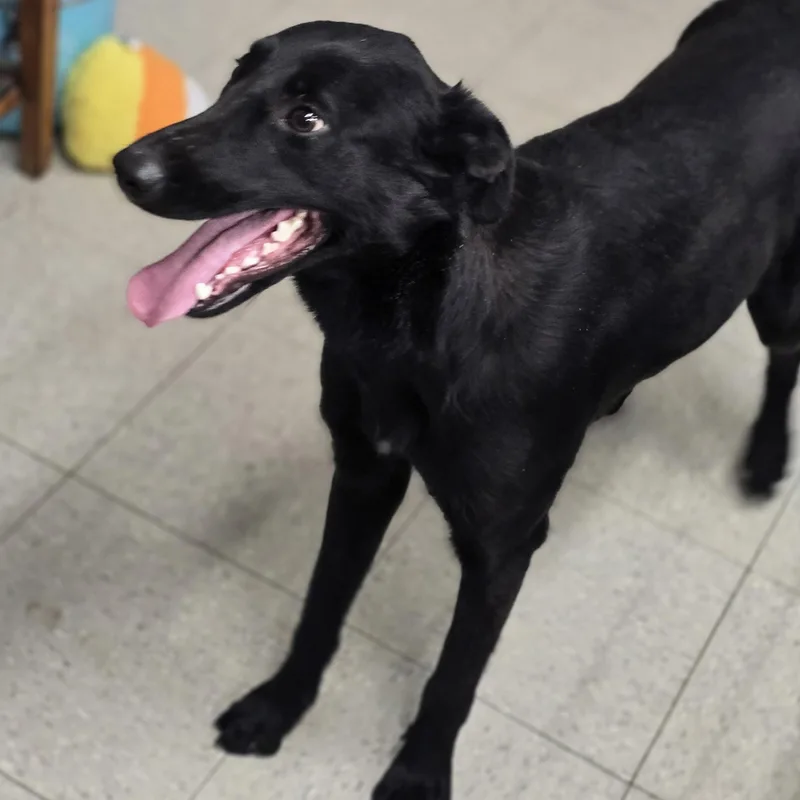 An adult medium-sized female Black Belgian Shepherd / Malinois dog named Amelia for adoption in Petersburg, IN