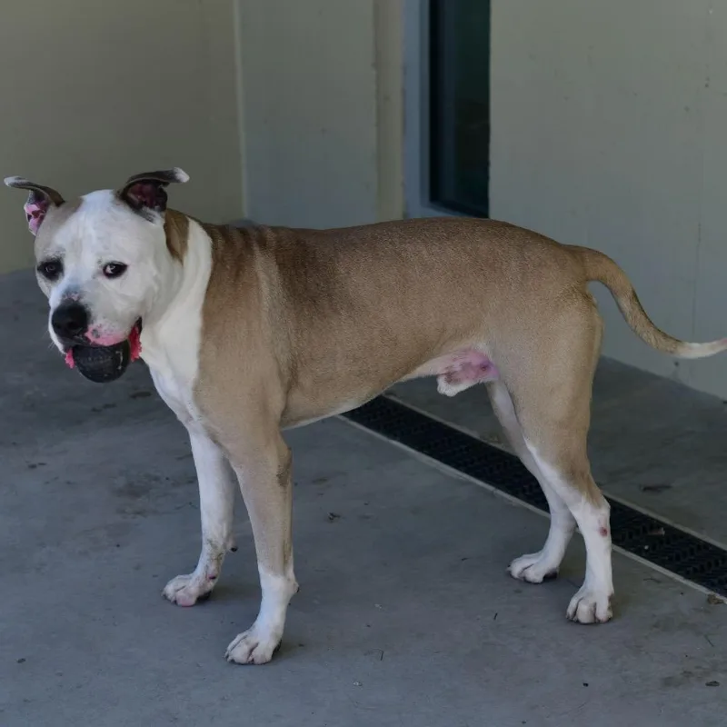 Snoop Dog thumbnail 2