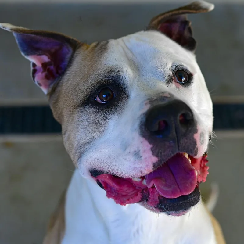 Snoop Dog thumbnail 3