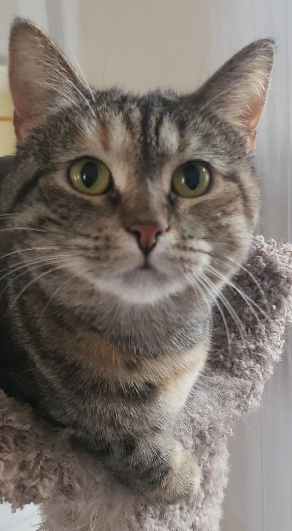 Brooklyn thumbnail 2