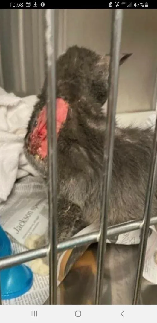 Buster A Special Boy