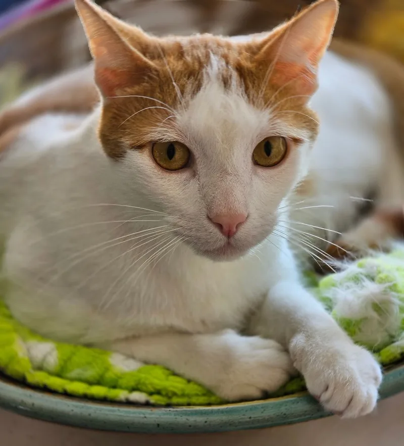 Christian thumbnail 4