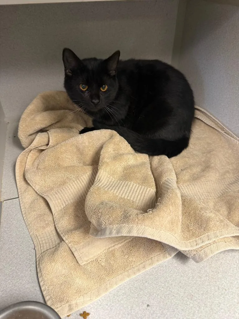 A young medium-sized female Domestic Short Hair cat named Betty for adoption in Greencastle, IN