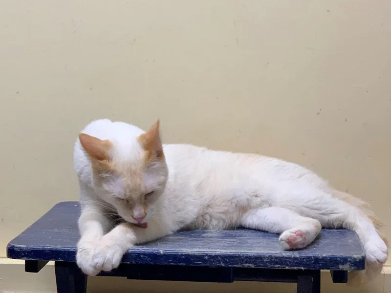 Sabertooth thumbnail 2