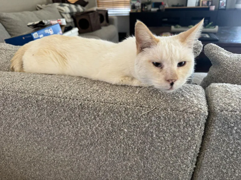 Sabertooth thumbnail 3