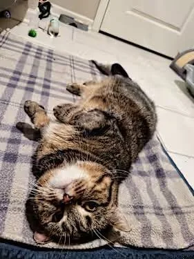 Tater Tot thumbnail 2