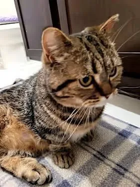 Tater Tot thumbnail 3