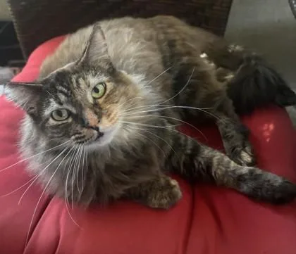 Tiffany `tiffy` thumbnail 3