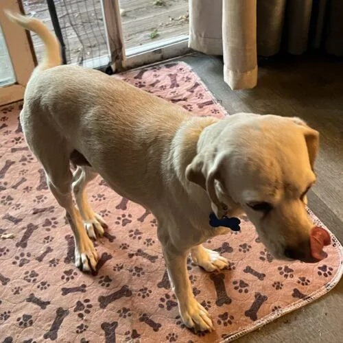 Glitter N thumbnail 3