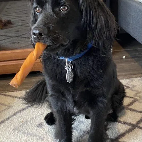 Chewbacca H "chewy" thumbnail 2