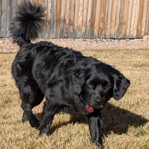 Chewbacca H "chewy" thumbnail 3