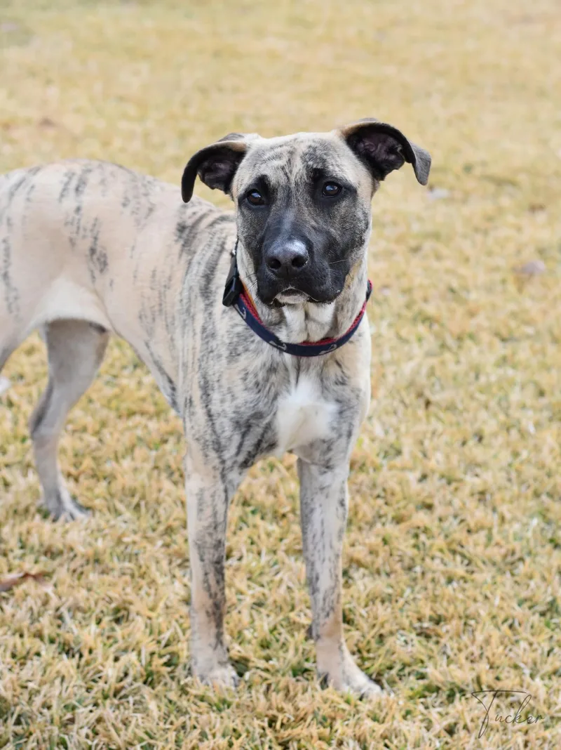 Tucker Ii thumbnail 2