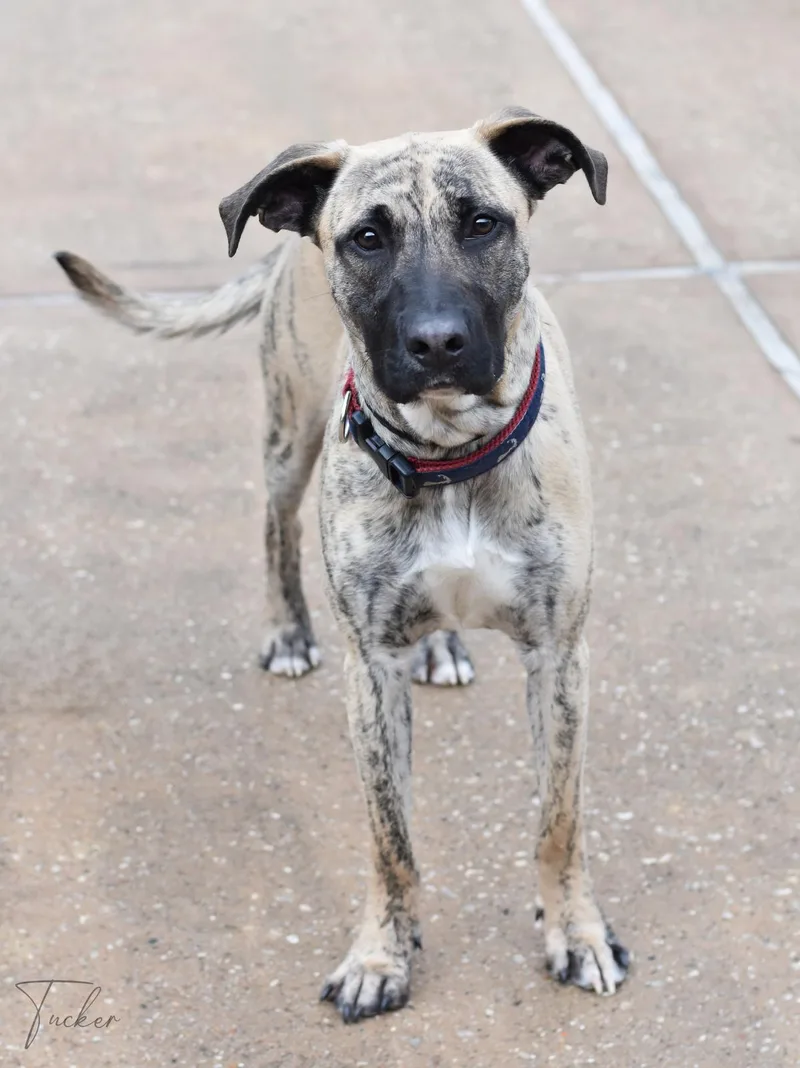 Tucker Ii thumbnail 4