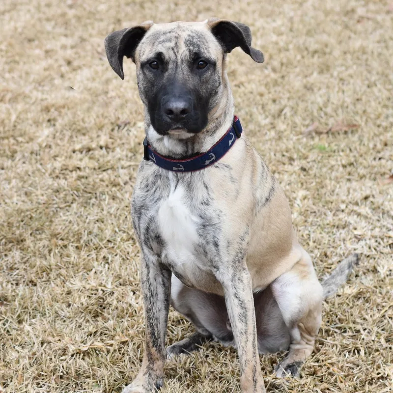 Tucker Ii thumbnail 5