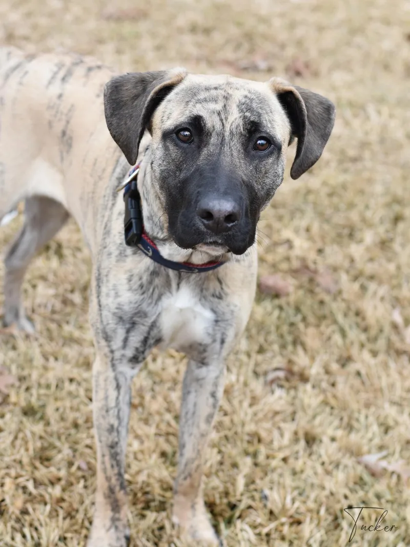 Tucker Ii thumbnail 6