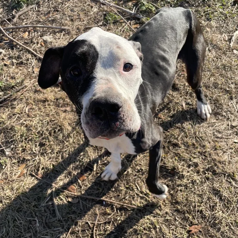 Cacherie thumbnail 2