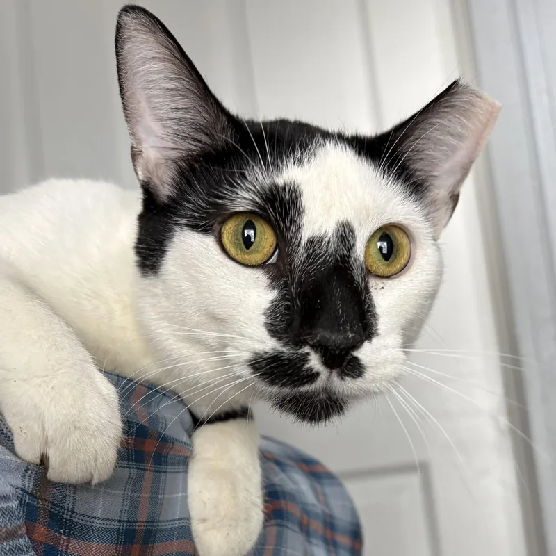 Scooter And Jack thumbnail 4