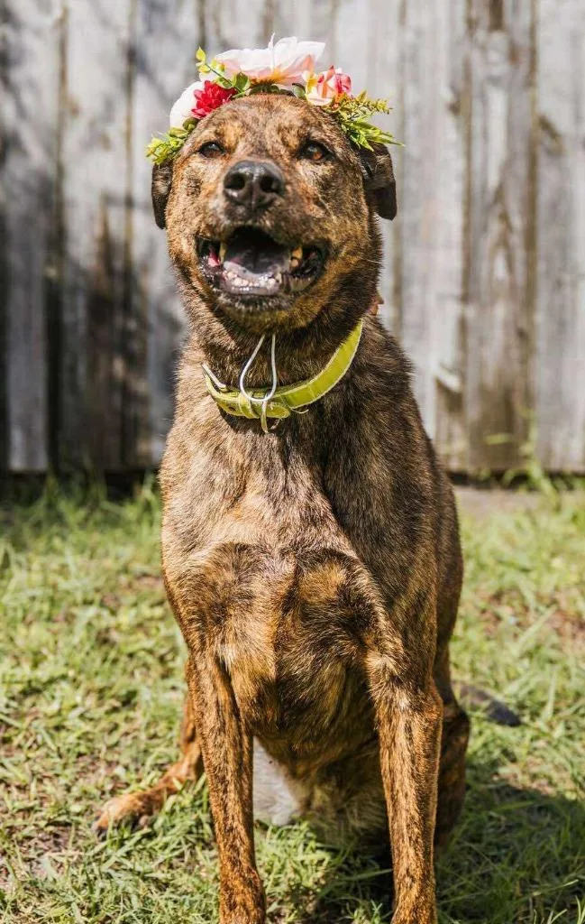 Mahogany thumbnail 2