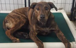 Mahogany thumbnail 3