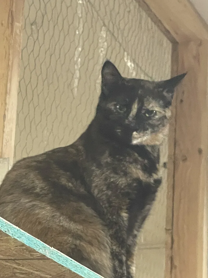 Tortoise thumbnail 2