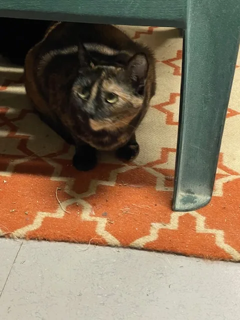 Tortoise thumbnail 3