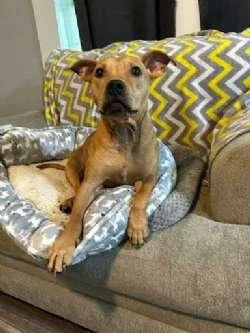 A young medium-sized female Yellow / Tan / Blond / Fawn Bulldog dog named Harriet for adoption in Sudbury, MA