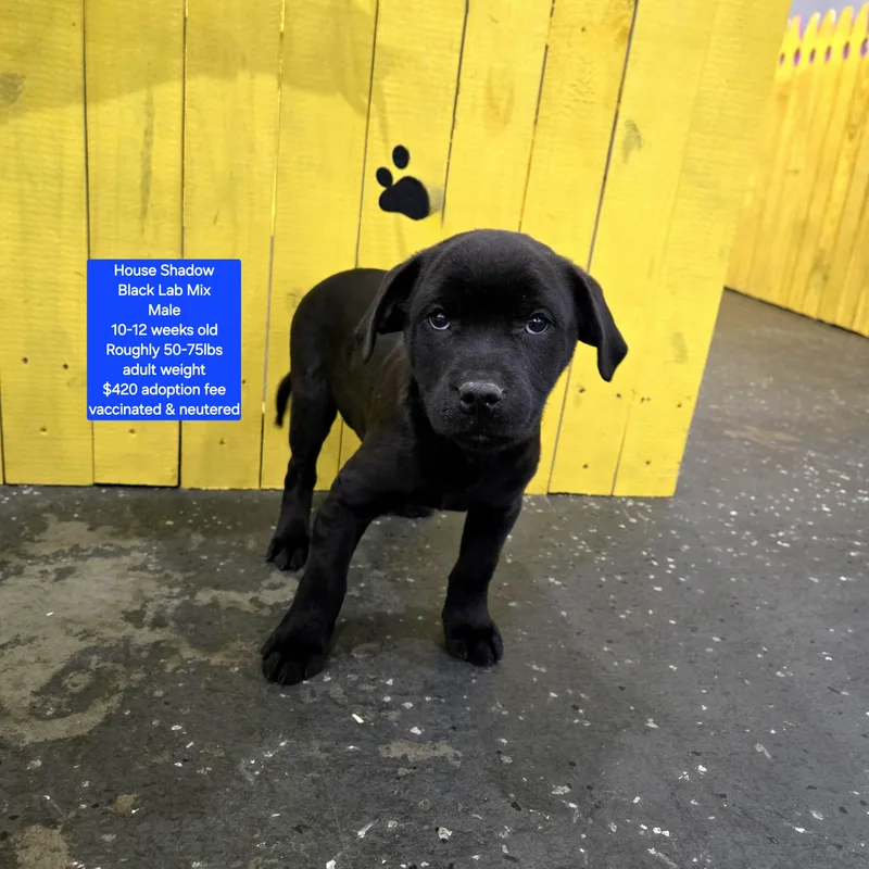 House Shadow photo 1