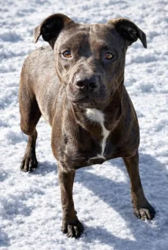 Mary Jane thumbnail 3