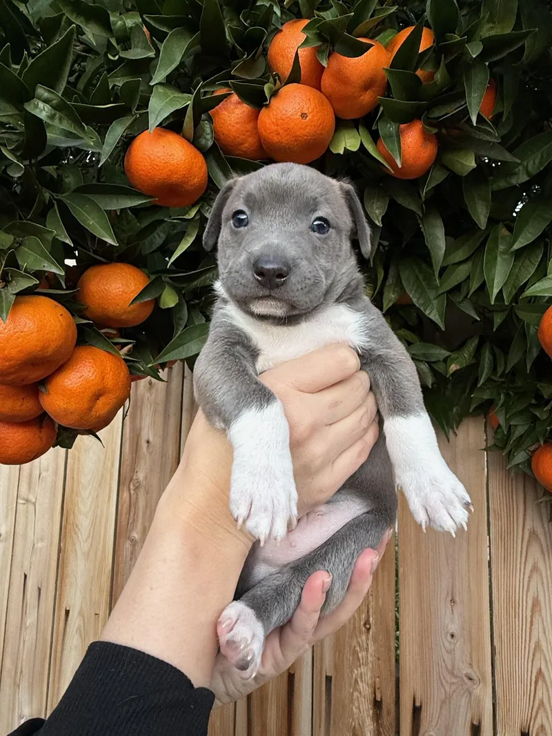 A baby small-sized male Gray / Blue / Silver Mixed Breed dog named Bleu for adoption in Rancho Santa Fe, CA