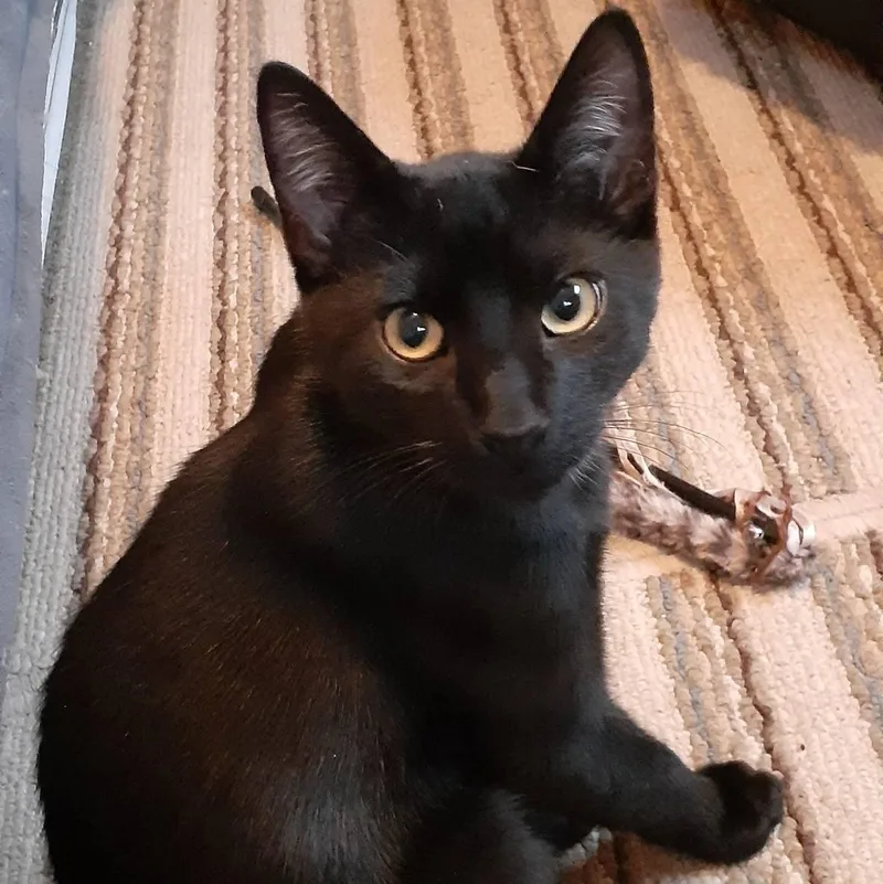 Sugarbaby thumbnail 5