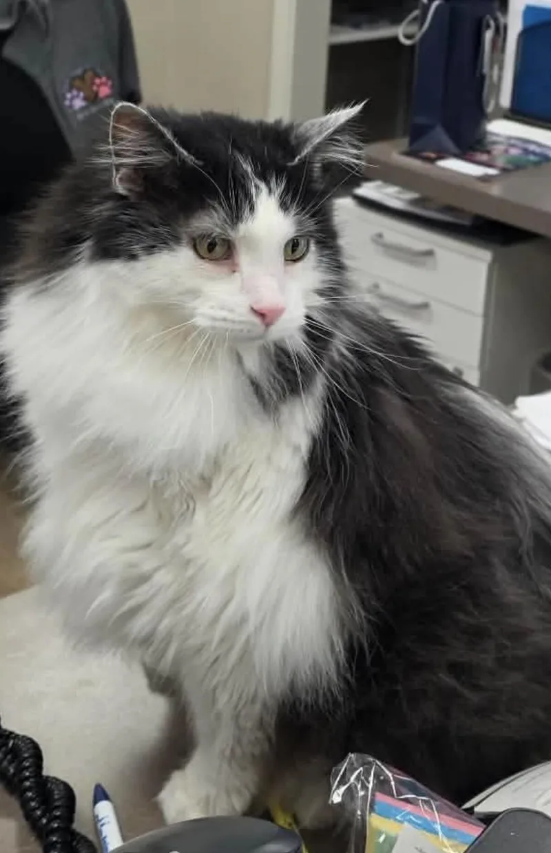 Squeakers thumbnail 4