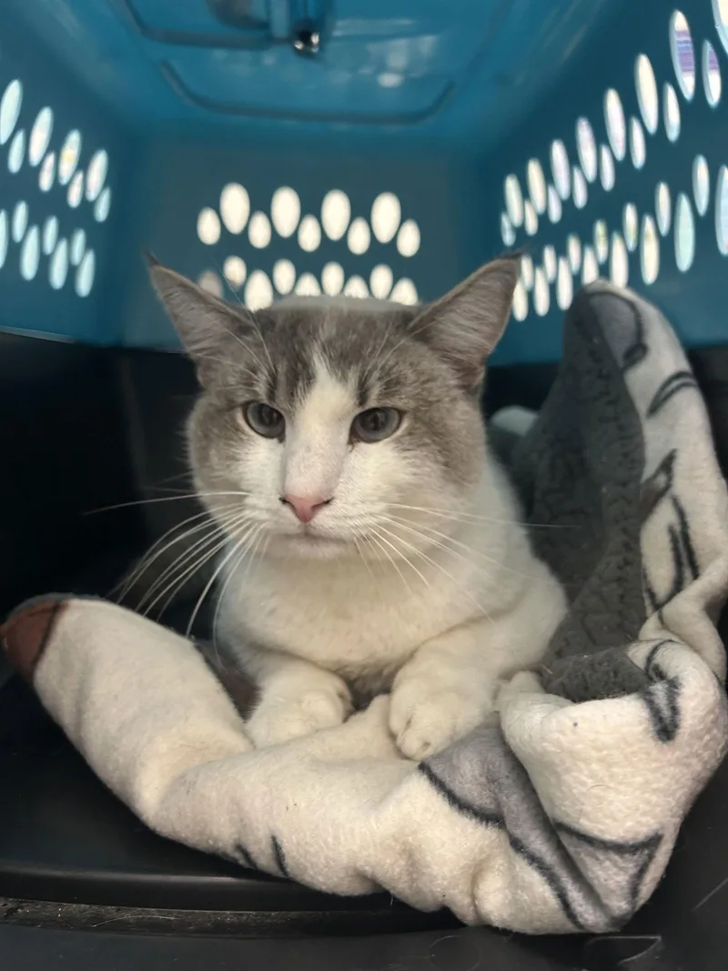 Marshmallow Napa photo 1