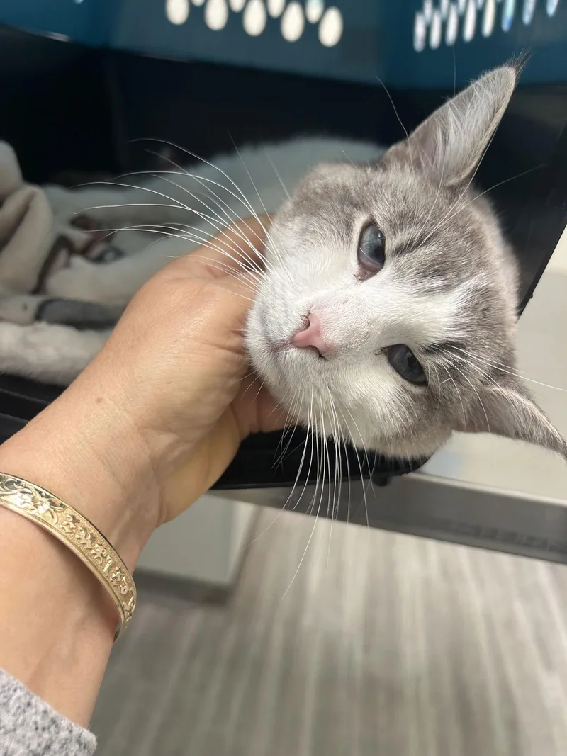 Marshmallow Napa thumbnail 2