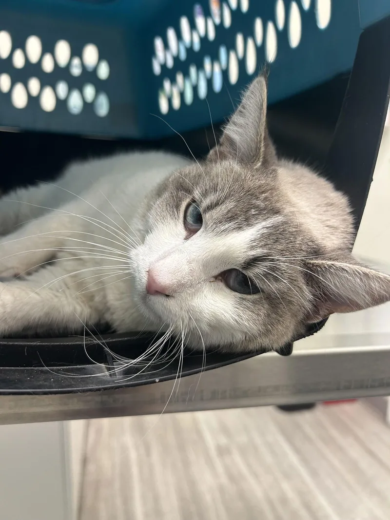 Marshmallow Napa thumbnail 3