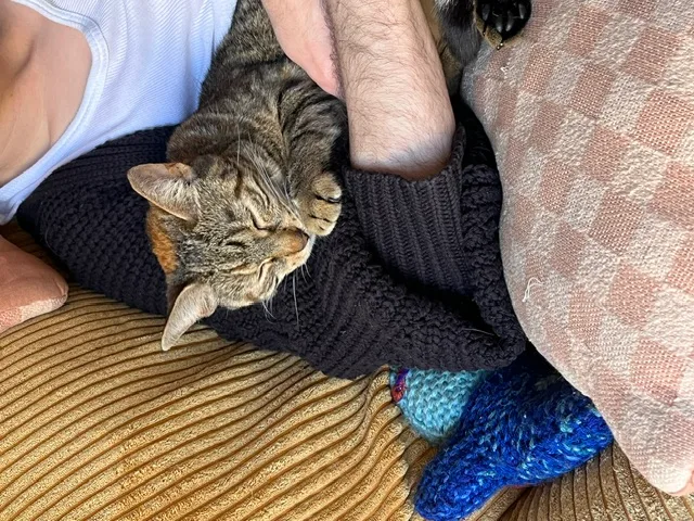 Colin (Tuxedo) and Mary (Tabby) thumbnail 5